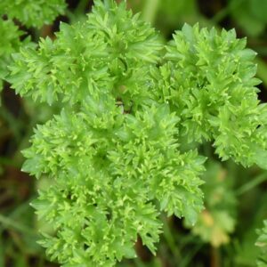Herb Parsley Curled Leaf