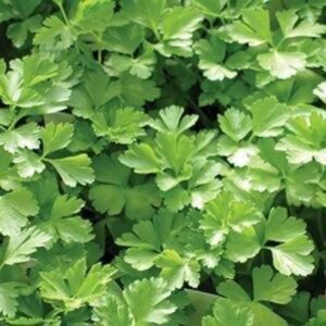 Herb Parsley Italian