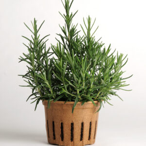 Rosemary