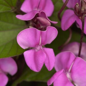 Hyacinth DOLICHOS LABLAB RUBY MOON_Bloom