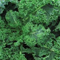 Kale Vates Blue Curled