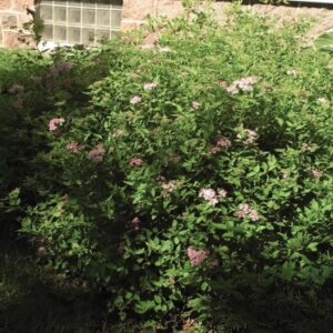 Little Princess Spirea