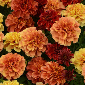 Strawberry Blonde French Marigold