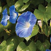 Morning Glory Heavenly Blue