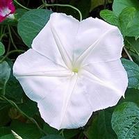 Morning Glory Moon Flower