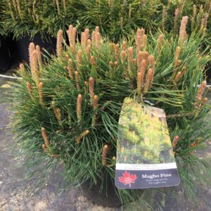 Mugho Pine