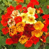 Nasturtium Jewel Mix
