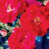 rose, shrub, nicolas