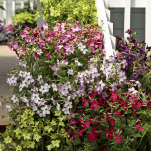 Nicotiana Perfume Mixed