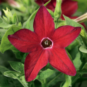 Nicotiana Saratoga Red