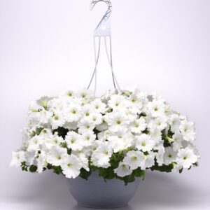 Petunia, Easy Wave, White