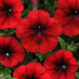 Petunia, Easy Wave, Red Velour