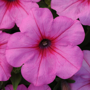 Petunia, Easy Wave, Pink Passion