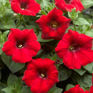 Petunia Sanguna Red