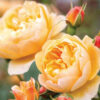 rose, david austin, roald dahl