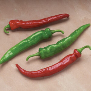 Pepper Arapaho Capsicum annuum