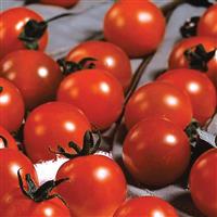 Tomato Sweet Million