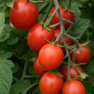 Tidy Treats Compact Indeterminate Cherry Tomato Color Code: PAS 2016 Fruit, Seed 08.14 McHenry, Mark Widhalm SugarRush_02.JPG -Per Product Manager Cheni this image is actually Tidy Treats TOM14-17831.JPG