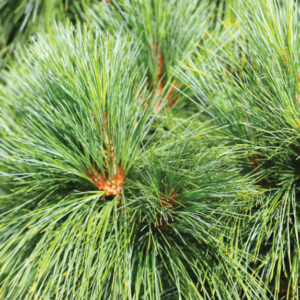 White Pine