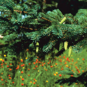 White Spruce