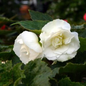 begonia nonstop white