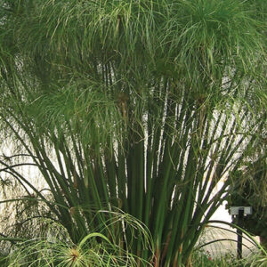 king tut annual grasses