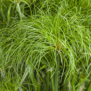 prince tut annual grasses
