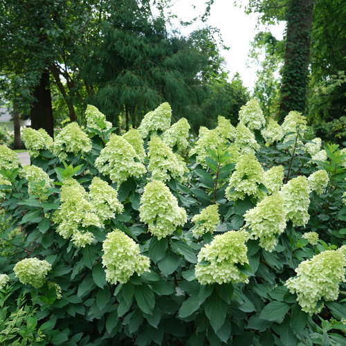 hydrangea-limelight-prime-6