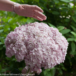 incrediball_blush_hydrangea-1