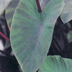 Colocasia