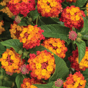 lantana hot blooded red