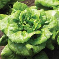 lettuce buttercrunch
