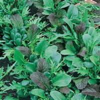 lettuce mesclun mix