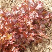 lettuce red salad bowl