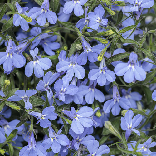 Lobelia Laguna Sky Blue