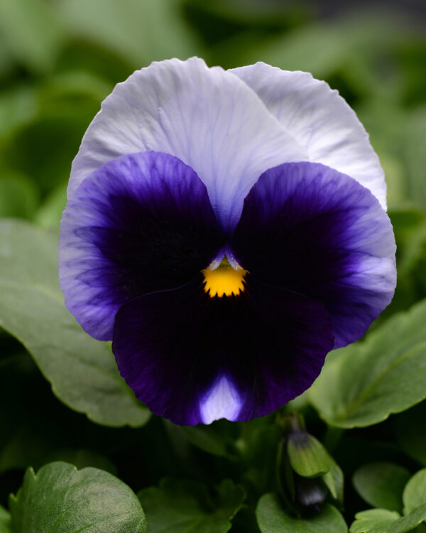 pansy-matrix-beaconsfield