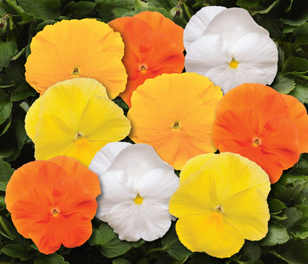 pansy matrix daffodil mix