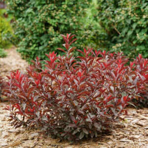 purpleleaf sand cherry