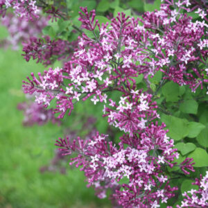bloomerang_dark_purple lilac