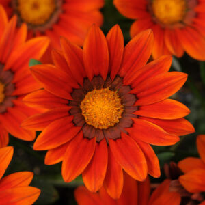 Gazania New Day Bronze Shades