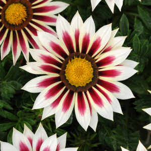 Gazania rose stripe