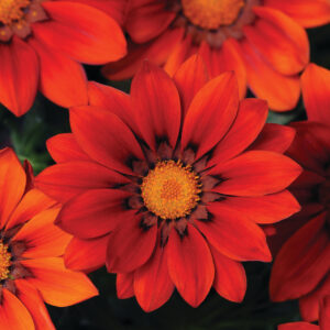 Gazania_New_day_Red_shade_Bloom
