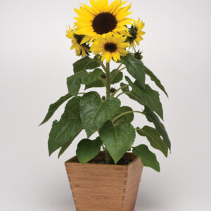 Sunflower_Other_Sunbuzz_Pot on Sweep