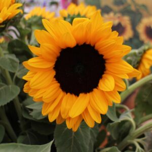 Sunflower_cut_flower_Vincent_Choice_dk_eye_d_m_r_Bloom