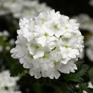 Verbena, Lanai White
