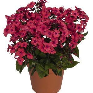 Phlox Flame Red