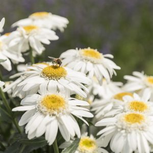 80621_Leucanthemum Sweet Daisy Birdy_36914 (1)
