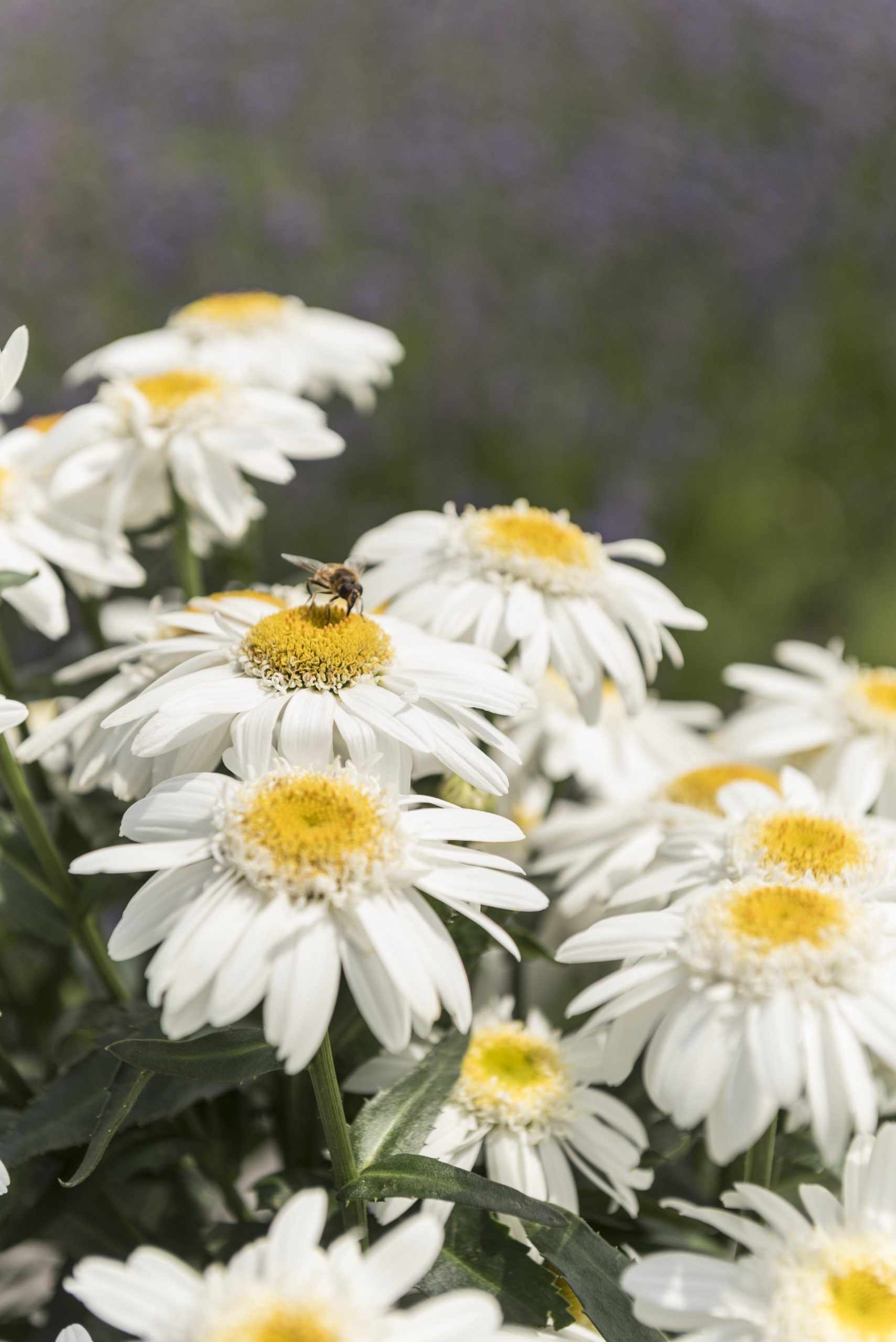 80621_Leucanthemum Sweet Daisy Birdy_36914 (1)