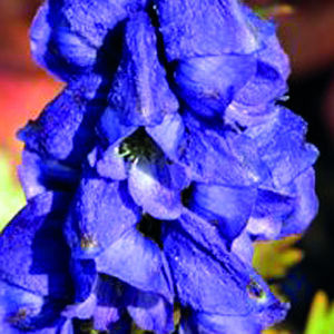 ACONITUM CARMICHAELII ARENDSII_Bloom_Bloom
