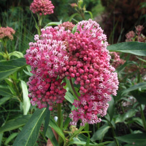 ASCLEPIAS INCARNATA CINDERELLA_Bloom_BloomButterfly weed
